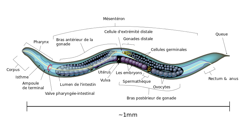 Caenorhabditis elegans (gọi tắt là C. elegans) là một loại giun nhỏ khoảng một milimet, trong suốt và không ký sinh. Loài sâu này đã trở thành một sinh vật mẫu trong sinh học để nghiên cứu và làm nhiều thí nghiệm.