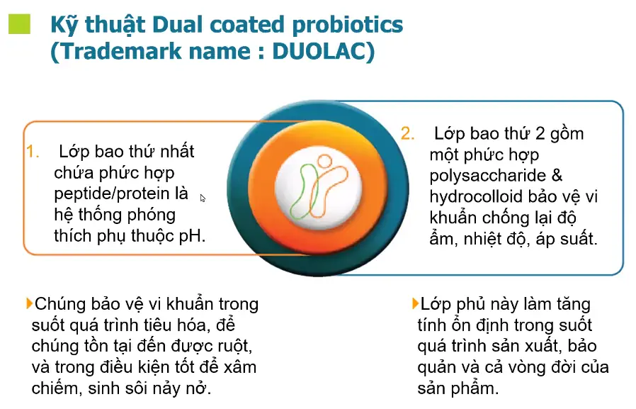 Cơ Chế Bao Kép Hoạt động Như Thế Nào - Kỹ Thuật Dual Coated Probiotics - Duolac