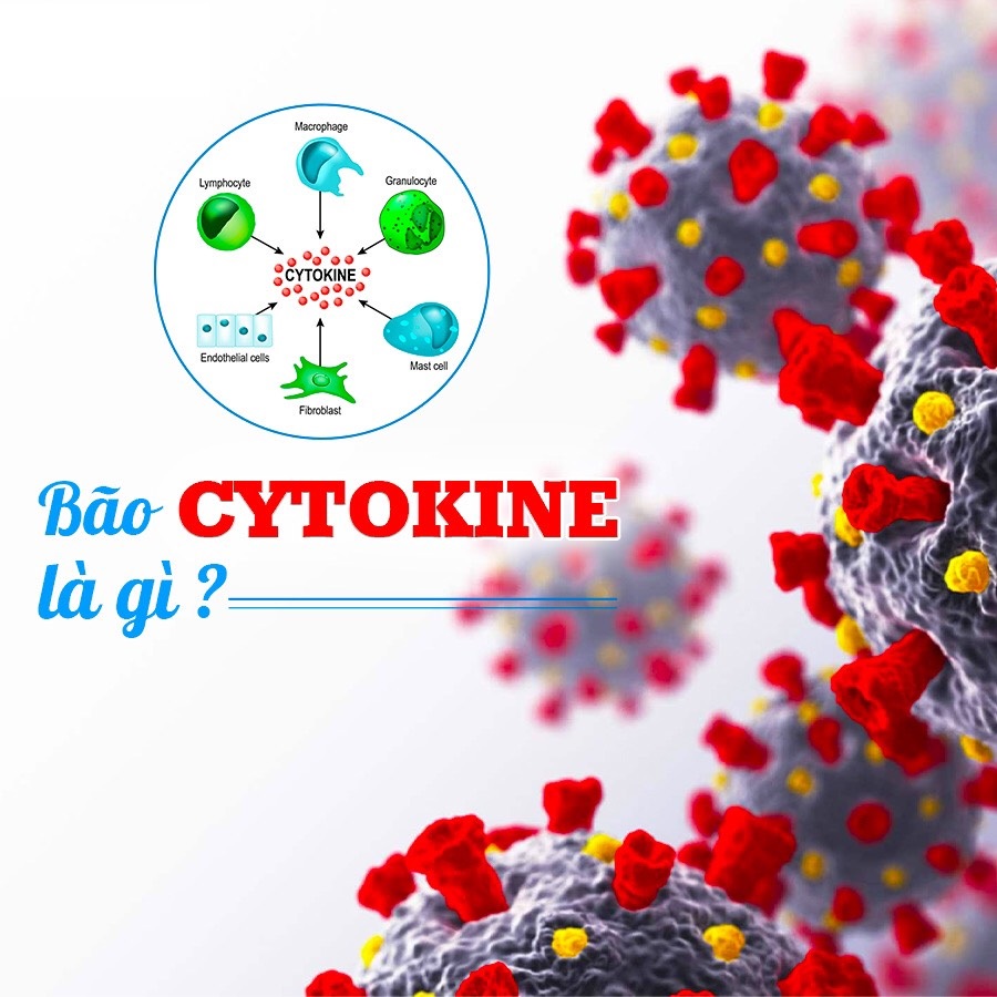 Cytokin là các protein đa chức năng, được các tế bào của hệ thống miễn dịch sản xuất có vai trò trung gian và điều hòa miễn dịch, tham gia vào phản ứng viêm và tạo ra tế bào máu của cơ thể hồng cầu. Cytokine tham gia vào rất nhiều quá trình sinh học trong cơ thể như tạo phôi, sinh sản, tạo máu, đáp ứng miễn dịch, viêm.